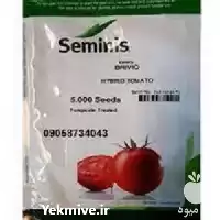 فروش بذر گوجه فرنگی بدرو در گروه خرید و فروش بذر گوجه در یکمیوه