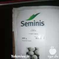 خرید قیمت روز بذر پیاز مینروا در خوزستان در گروه خرید و فروش بذر پیاز در یکمیوه