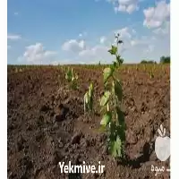 قیمت خرید انواع نهال انگور در گروه خرید و فروش نهال انگور در یکمیوه