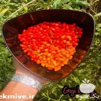 نهال گوجی بری با برترین کیفیت