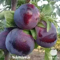 فروش قیمت نهال آلو در تهران در گروه خرید و فروش نهال در یکمیوه