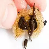 آموزش صفر تا صد تکثیر پرورش در گروه دوره آموزش کشاورزی در یکمیوه