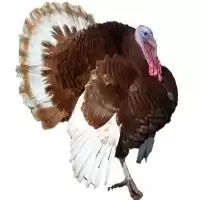 خرید تخم نطفه دار بوقلمون در گروه انواع تخم ها در یکمیوه