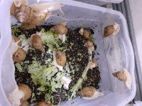 فروش حلزون در سمنان در گروه سایر محصولات دام و طیور در یکمیوه