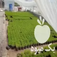 فروش ویژه انواع نشا در قاسم آباد در گروه خرید و فروش نشا در یکمیوه