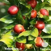 قیمت خرید نهال عناب در گیلان در گروه خرید و فروش نهال عناب در یکمیوه