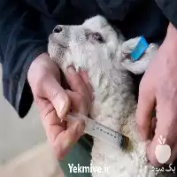 آموزش بهداشت بیماری دام جامع کامل در گروه دوره آموزش کشاورزی در یکمیوه