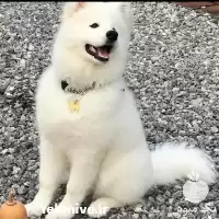 خرید سگ سامویید اصیل قیمت خرید در گروه سگ و گربه در یکمیوه