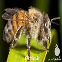 فروش آموزش پرورش ملکه زنبور تخصصی در تهران در گروه دوره آموزش کشاورزی در یکمیوه