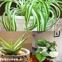 پرورش گیاهان آپارتمانی پشتیبانی راه اندازی در تهران در گروه دوره آموزش کشاورزی در یکمیوه