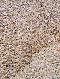 فروش جو درجه یک در بادرود در گروه خرید و فروش گندم و جو در یکمیوه