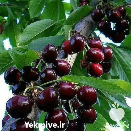 قیمت خرید نهال گیلاس تک دانه در البرز در گروه خرید و فروش نهال در یکمیوه -عکس1