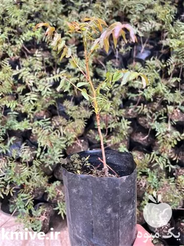قیمت خرید نهال هیبریدی در فارس در گروه خرید و فروش نهال در یکمیوه -عکس1