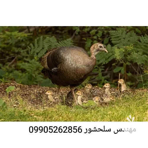 تخم نطفه دار بوقلمون تخم گذار در کردستان در گروه انواع تخم ها در یکمیوه -عکس1