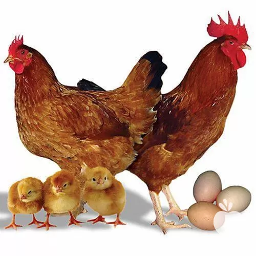 پخش و فروش مرغ بومی تخمگذار در آذربایجان غربی در گروه مرغ و خروس و بوقلمون و اردک قو قاز در یکمیوه -عکس1