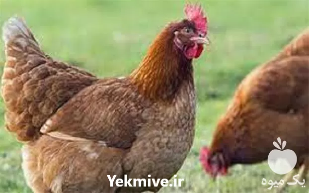 آموزش بهداشت بیماری طیور آموزش تخصصی در تهران در گروه دوره آموزش کشاورزی در یکمیوه -عکس1