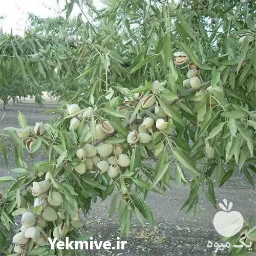 فروش قیمت نهال بادام دیرگل آذر در لرستان در گروه خرید و فروش نهال بادام در یکمیوه -عکس1