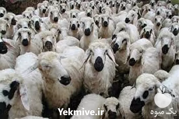 قیمت خرید آموزش جیره نویسی گوسفند در گروه گاو و گوسفند و میش و بز کهره گوساله در یکمیوه -عکس1