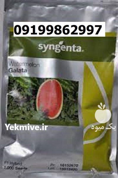 بذر هندوانه گالاتا اصل در جیرفت در گروه خرید و فروش بذر هندوانه در یکمیوه -عکس1