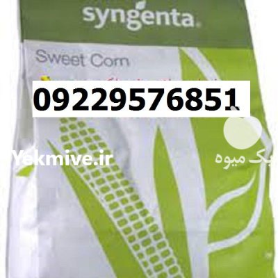 بذر ذرت اکسن چوییت اصل در شیراز در گروه خرید و فروش بذر ذرت در یکمیوه -عکس1