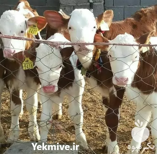 فروش انواع گوساله اصیل سمینتال هلشتاین در گروه گاو و گوسفند و میش و بز کهره گوساله در یکمیوه -عکس1