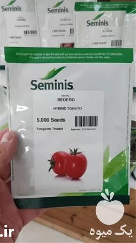 پخش عرضه بذر گوجه فرنگی بدرو در اردبیل در گروه خرید و فروش بذر گوجه در یکمیوه -عکس1
