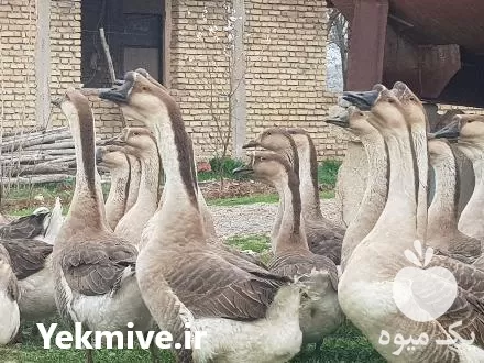 خرید تخم نطفه دار جوجه قوغاز در کرمانشاه در گروه انواع تخم ها در یکمیوه -عکس1