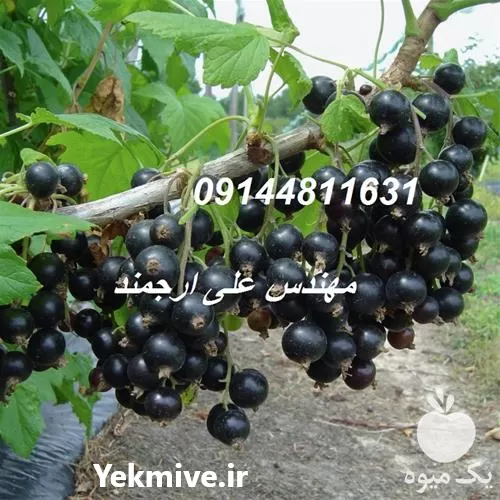 فروش نهال انگور فرنگی سیاه در گروه خرید و فروش نهال انگور در یکمیوه -عکس1