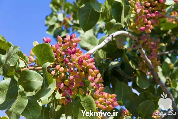 قیمت خرید نهال پسته در گروه خرید و فروش نهال پسته در یکمیوه -عکس1