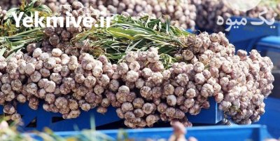 سیر تازه و درجه 10 توافقی در گروه خرید و فروش سیر در یکمیوه -عکس1