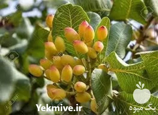 خرید نهال پسته مجوز دار در اصفهان در گروه خرید و فروش نهال پسته در یکمیوه -عکس1