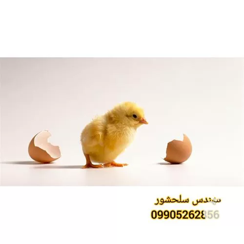 تخم مرغ گوشتی نژاد راس تضمینی در گروه انواع تخم ها در یکمیوه -عکس1