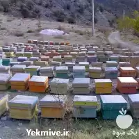 آموزش پرروش زنبور به صورت کامل در گروه دوره آموزش کشاورزی در یکمیوه