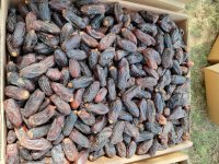 پیش خرید خرما در آذربایجان شرقی در گروه خرید و فروش خرما در یکمیوه