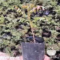 قیمت خرید نهال هیبریدی در فارس در گروه خرید و فروش نهال در یکمیوه