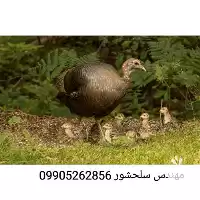 تخم نطفه دار بوقلمون تخم گذار در کردستان در گروه انواع تخم ها در یکمیوه