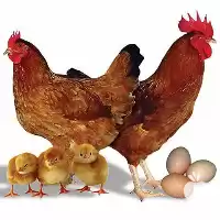 پخش و فروش مرغ بومی تخمگذار در آذربایجان غربی در گروه مرغ و خروس و بوقلمون و اردک قو قاز در یکمیوه