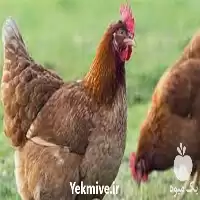 آموزش بهداشت بیماری طیور آموزش تخصصی در تهران در گروه دوره آموزش کشاورزی در یکمیوه