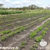 فروش مایع ضد شوری اصلاح نمک در گروه خرید و فروش انواع سم در یکمیوه