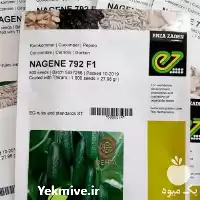 خرید بذر خیار گلخانه ای ناگین در گروه خرید و فروش بذر خیار در یکمیوه