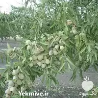 فروش قیمت نهال بادام دیرگل آذر در لرستان در گروه خرید و فروش نهال بادام در یکمیوه