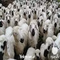 قیمت خرید آموزش جیره نویسی گوسفند در گروه گاو و گوسفند و میش و بز کهره گوساله در یکمیوه