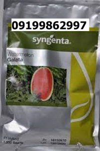 بذر هندوانه گالاتا اصل در جیرفت در گروه خرید و فروش بذر هندوانه در یکمیوه