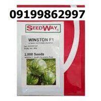 بذر هندوانه وینستون اصل در گروه خرید و فروش بذر هندوانه در یکمیوه