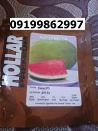 بذر هندوانه هولار اصل در گروه خرید و فروش بذر هندوانه در یکمیوه