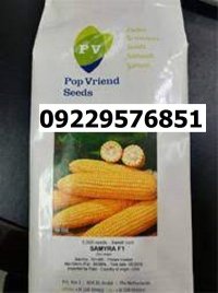 بذر ذرت سمیرا اصل در شیراز در گروه خرید و فروش بذر ذرت در یکمیوه