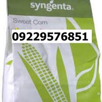 بذر ذرت اکسن چوییت اصل در شیراز در گروه خرید و فروش بذر ذرت در یکمیوه