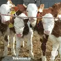 فروش انواع گوساله اصیل سمینتال هلشتاین در گروه گاو و گوسفند و میش و بز کهره گوساله در یکمیوه