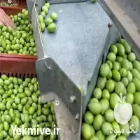 دستگاه سورتینگ زیتون در گروه سورتینگ در یکمیوه
