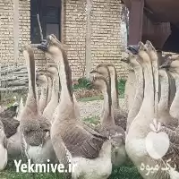 خرید تخم نطفه دار جوجه قوغاز در کرمانشاه در گروه انواع تخم ها در یکمیوه